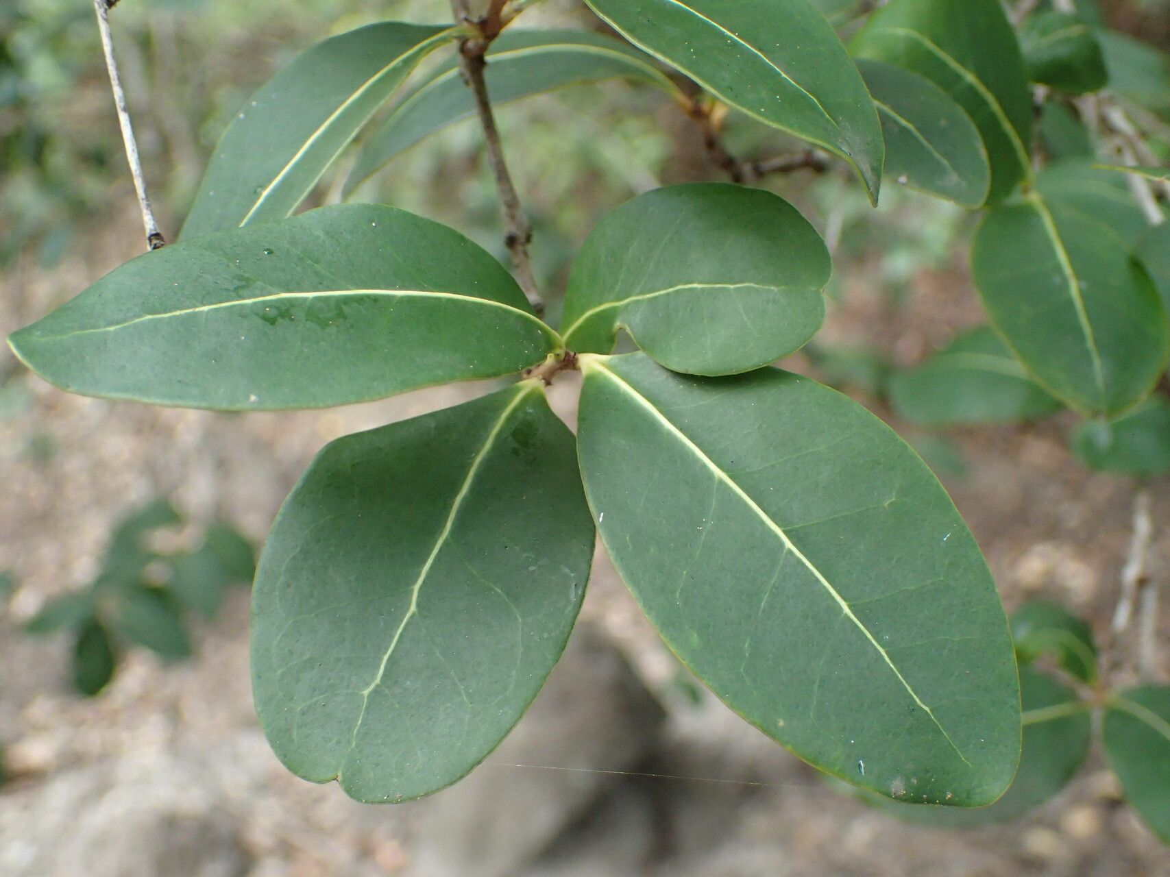 Eugenia cordata — houseplant care guide