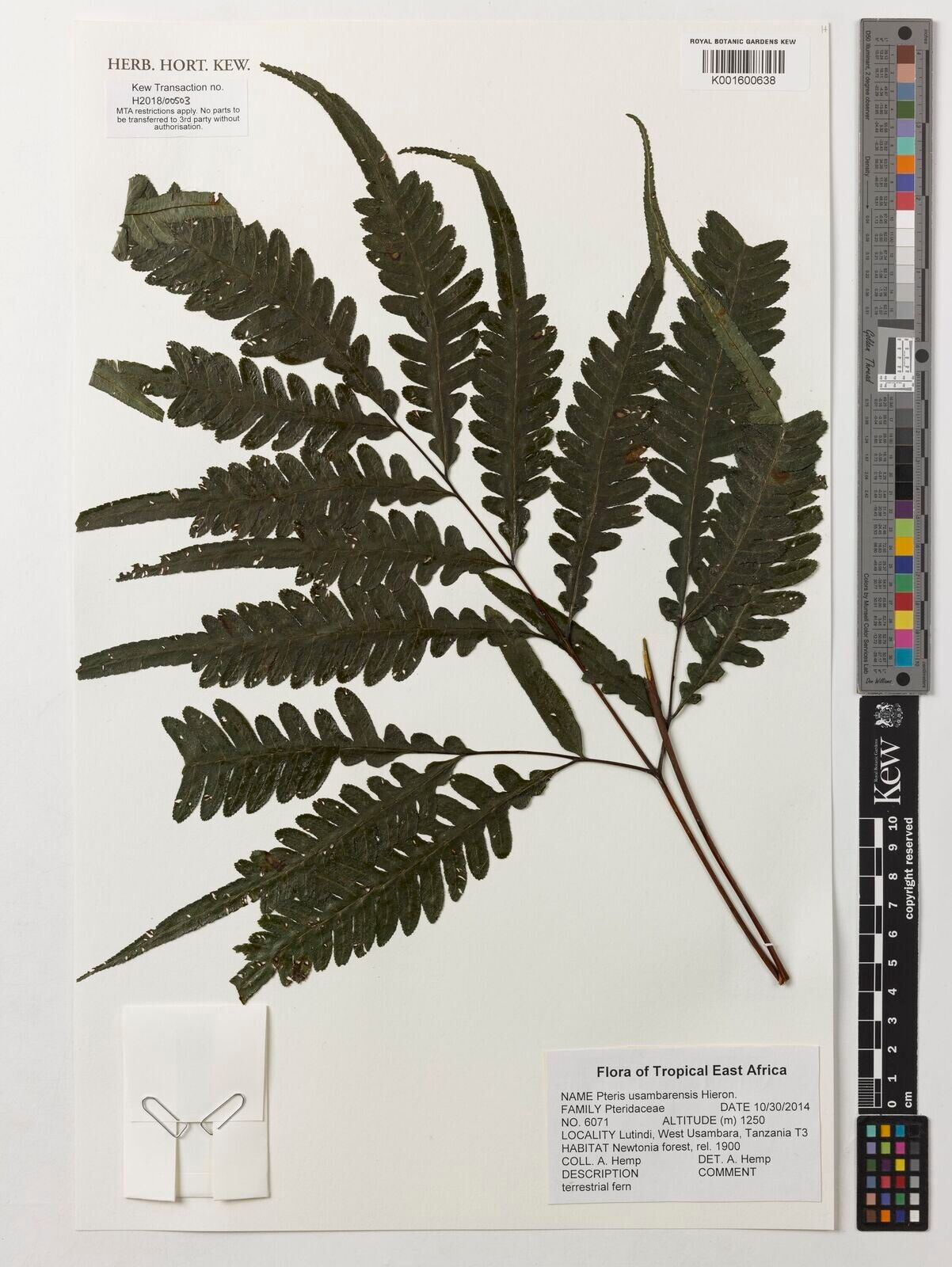 Pteris usambarensis — search result for 'Pteris'