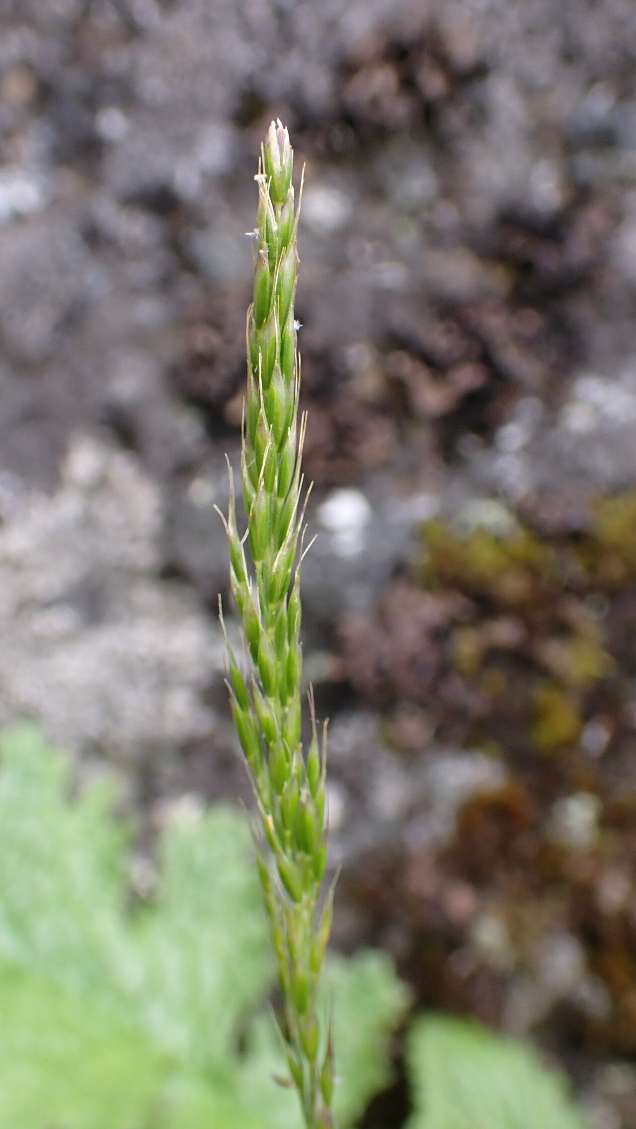 Koeleria spicata fruit