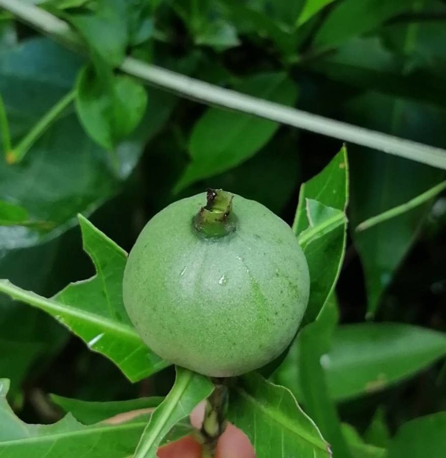 Alibertia edulis fruit