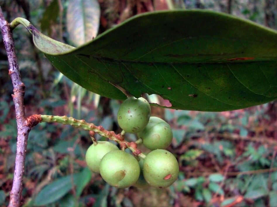 Prunus amplifolia fruit