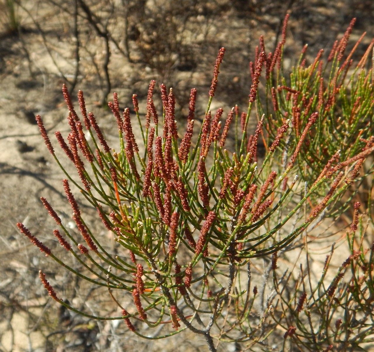 Allocasuarina muelleriana flower