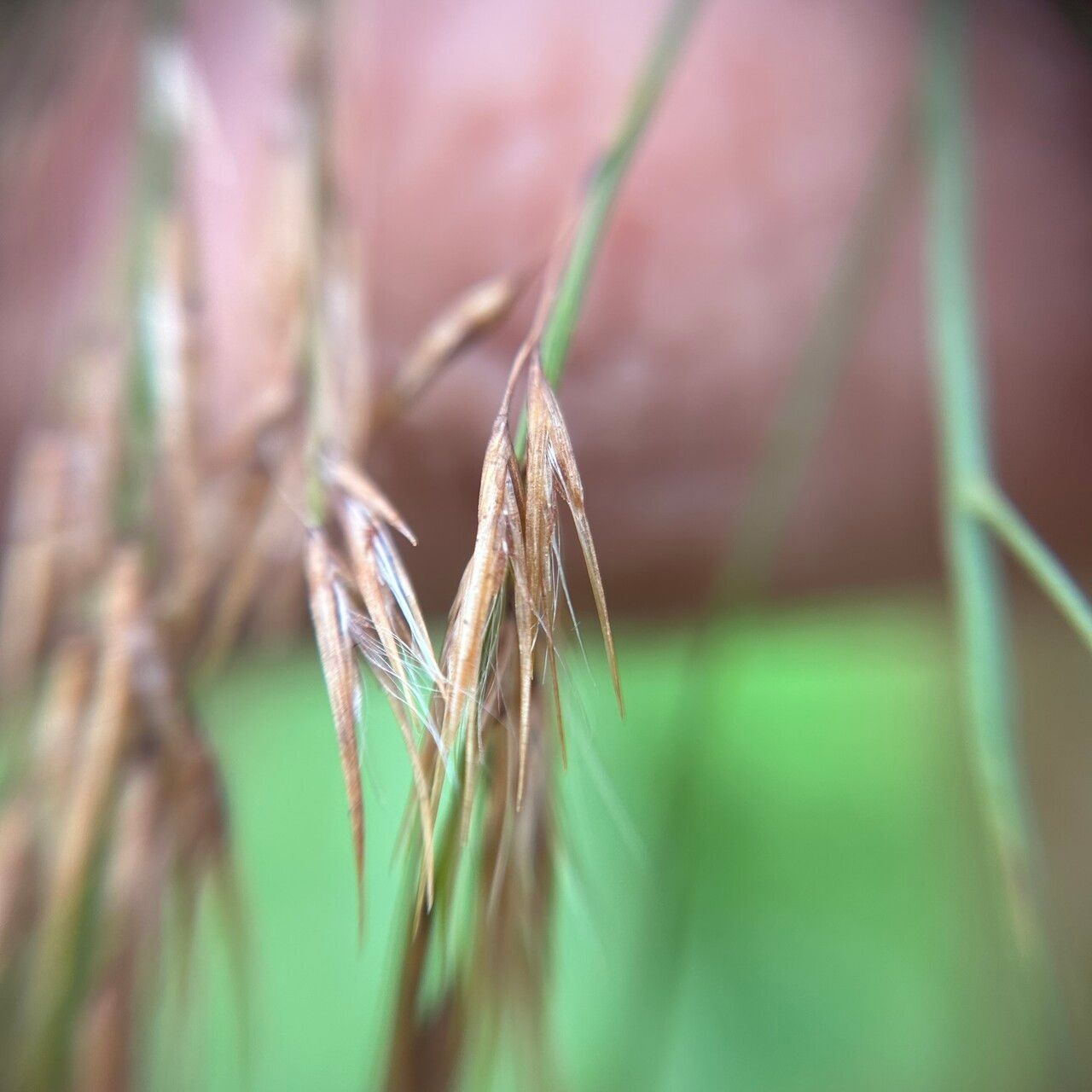 Phragmites karka fruit