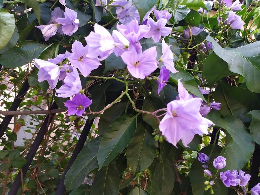 Solanum wendlandii flower