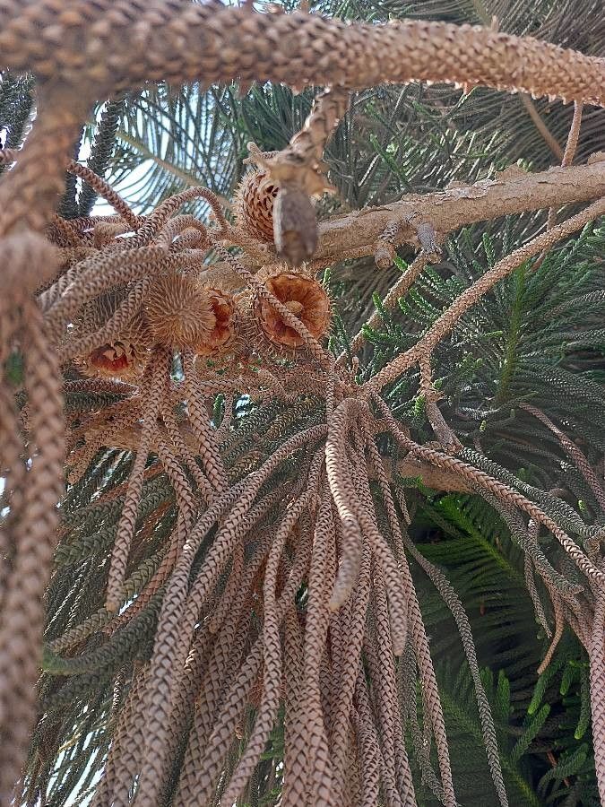 Araucaria cunninghamii fruit