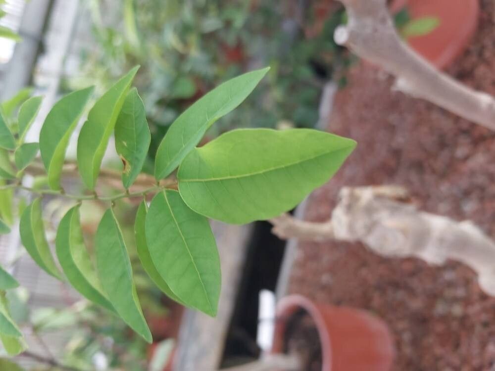 Phyllanthus megapodus leaf