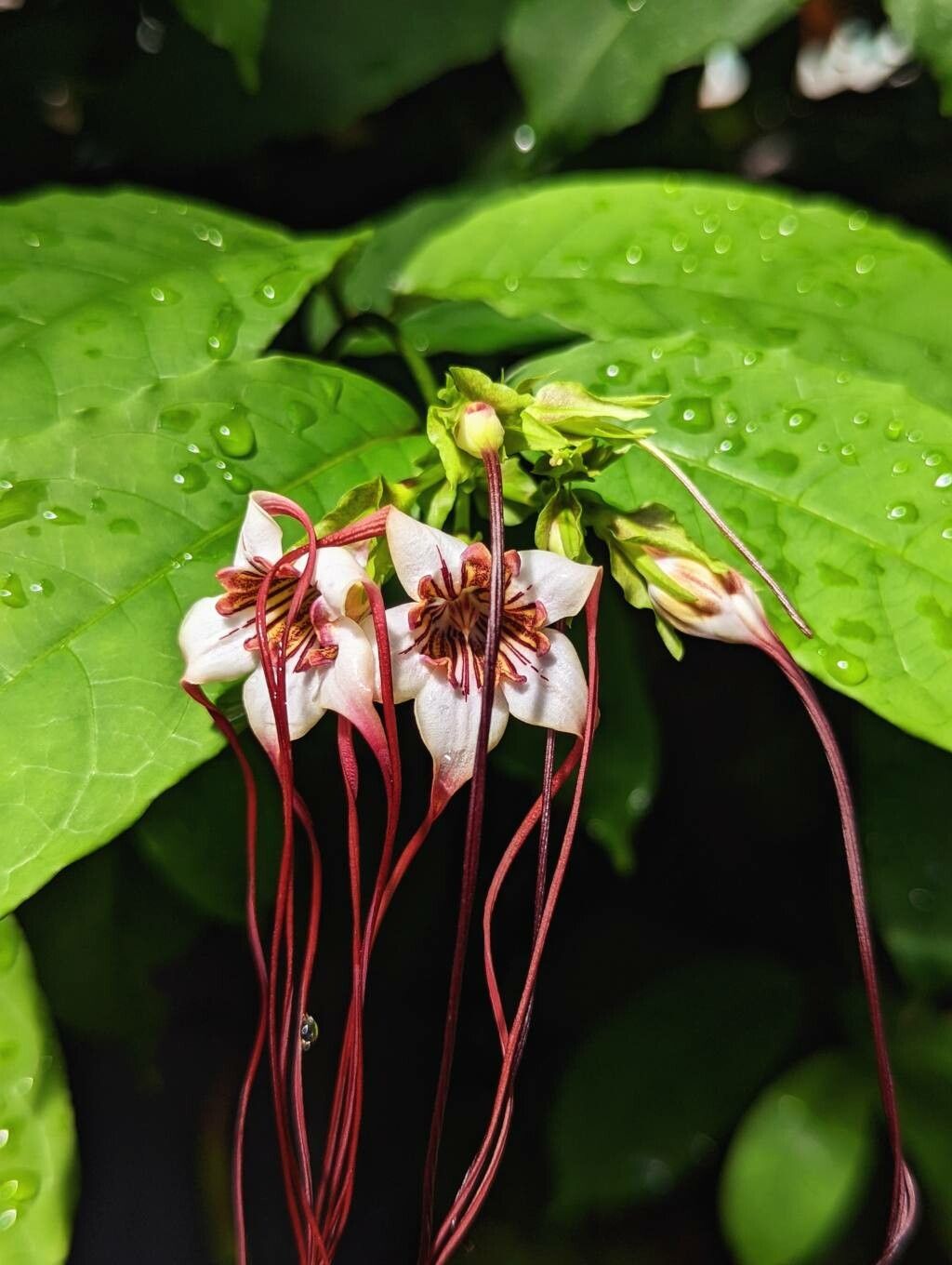 Strophanthus preussii flower
