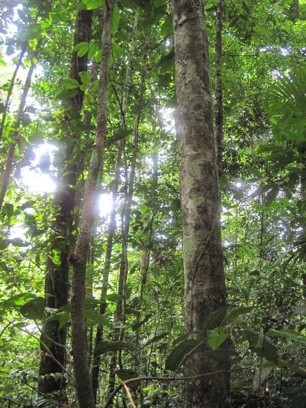 Licania canescens habit