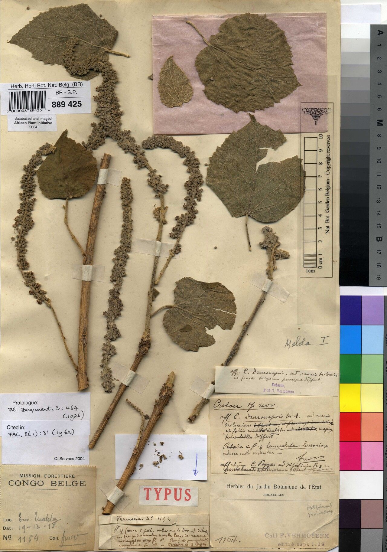 Croton vermoesenii — houseplant care guide