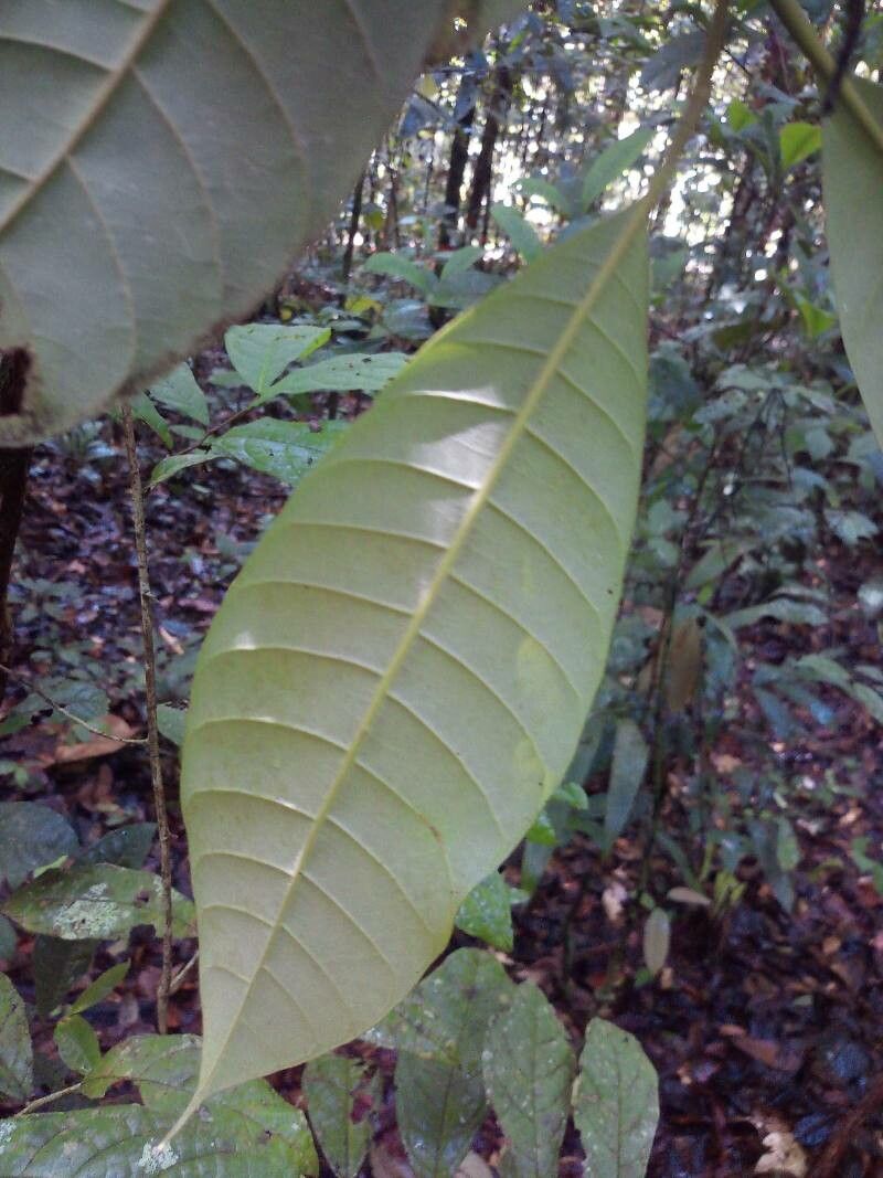 Pouteria bangii — houseplant care guide