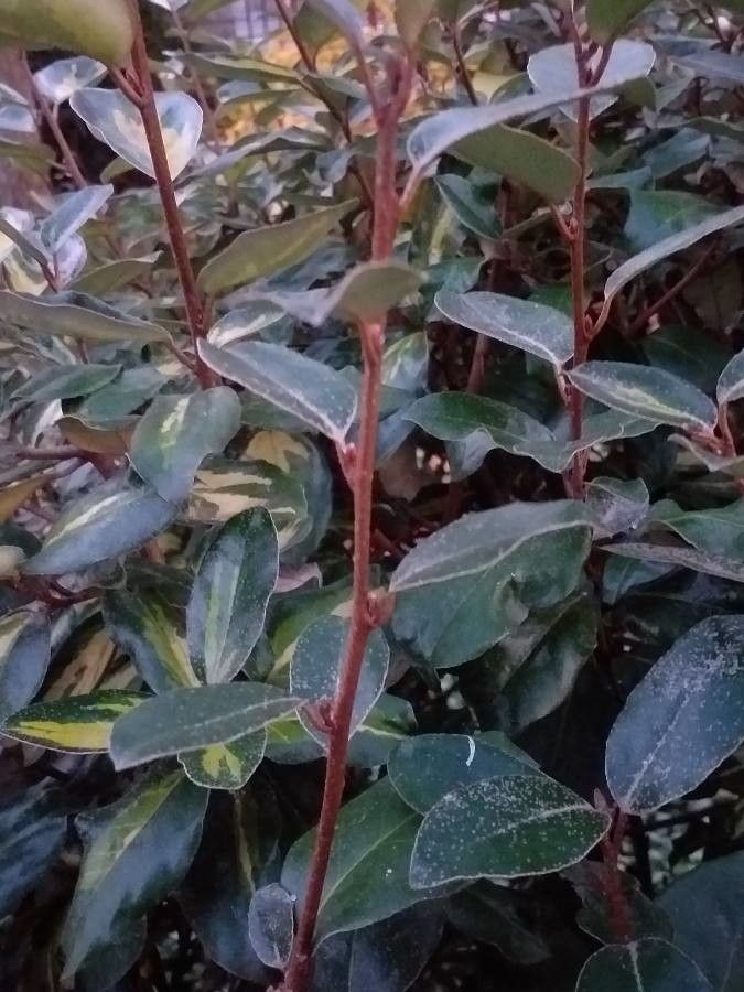 Elaeagnus × submacrophylla habit