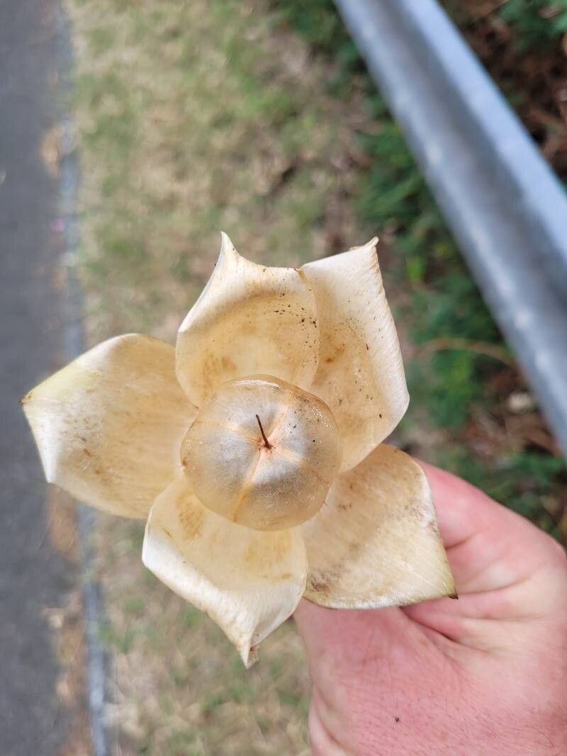 Distimake tuberosus fruit