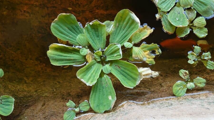 Pistia stratiotes — search result for 'Arum'