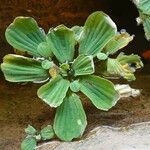 Pistia stratiotes