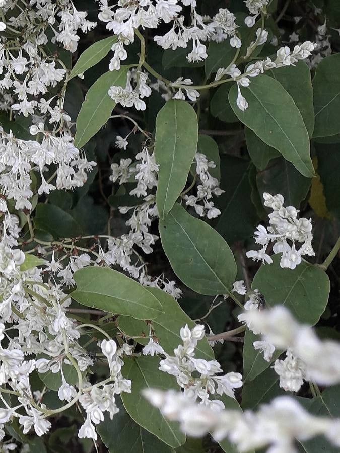 Fallopia aubertii flower