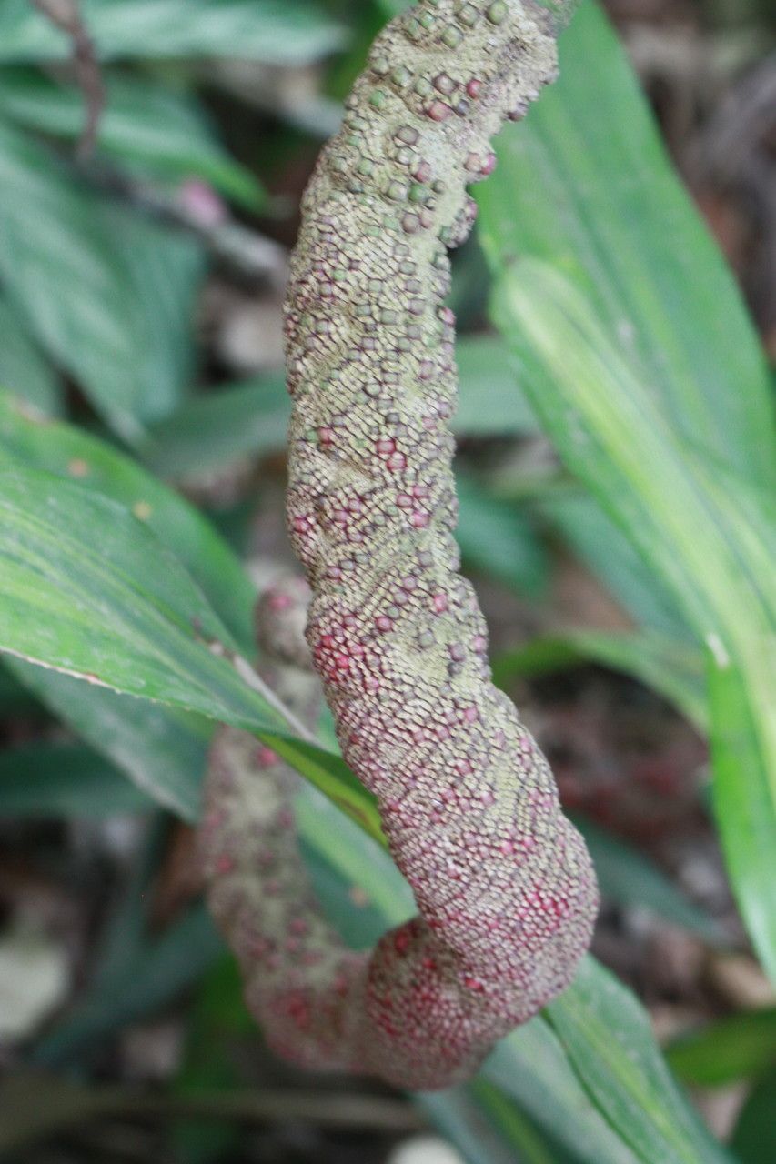 Anthurium salvinii flower