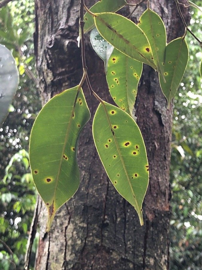 Dryobalanops aromatica leaf