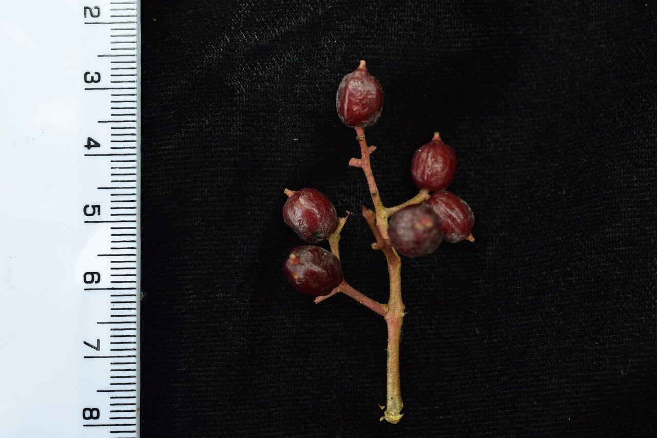 Viburnum nervosum — search result for 'Viburnum'