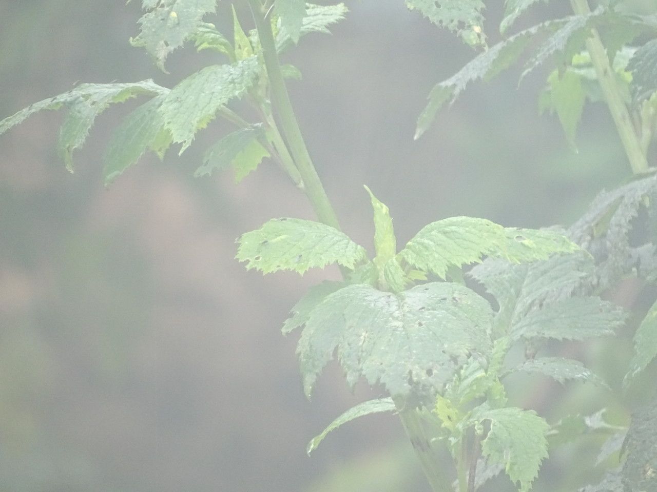 Senecio lyratus — houseplant care guide