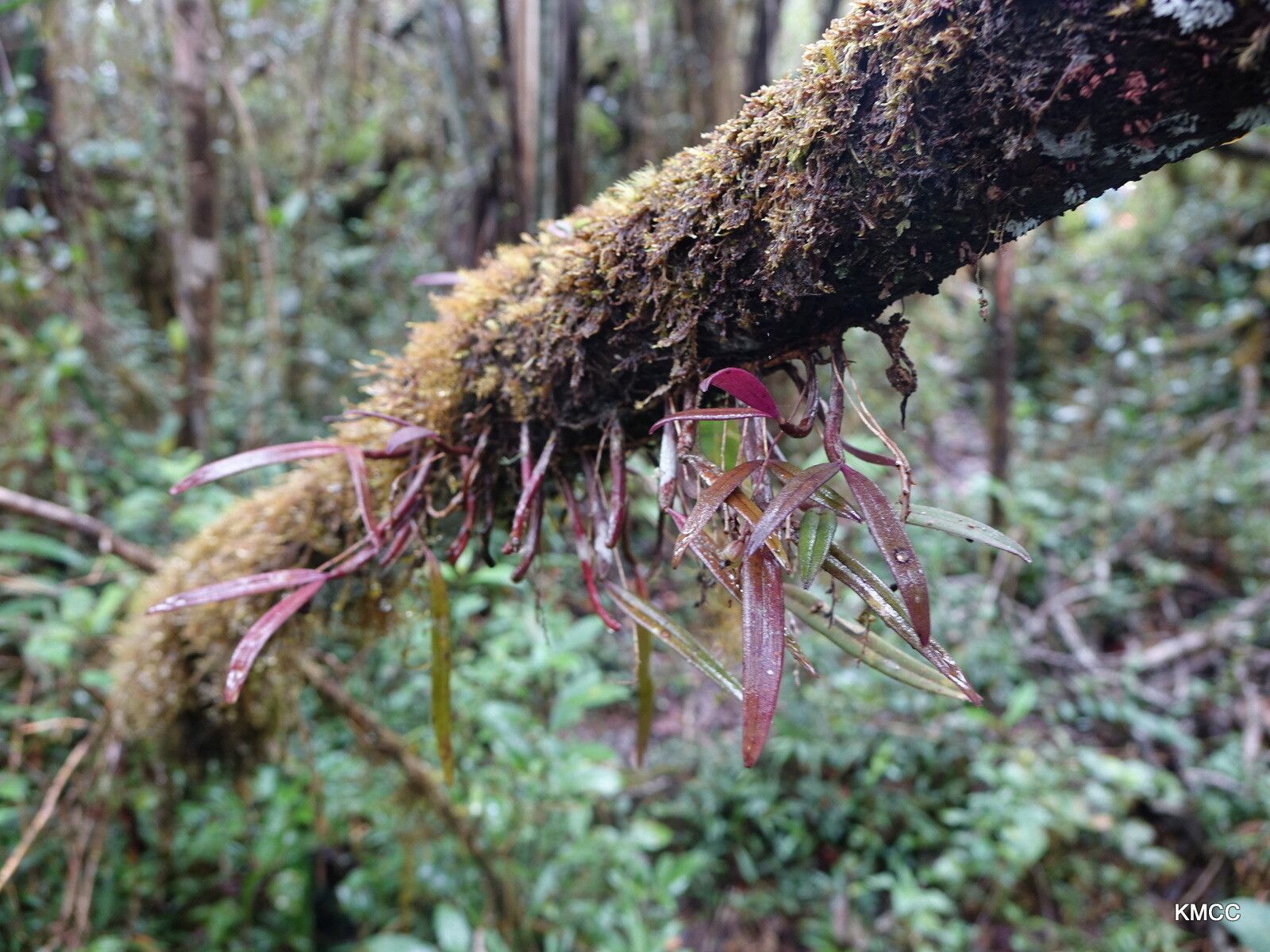 Bulbophyllum aubrevillei — houseplant care guide