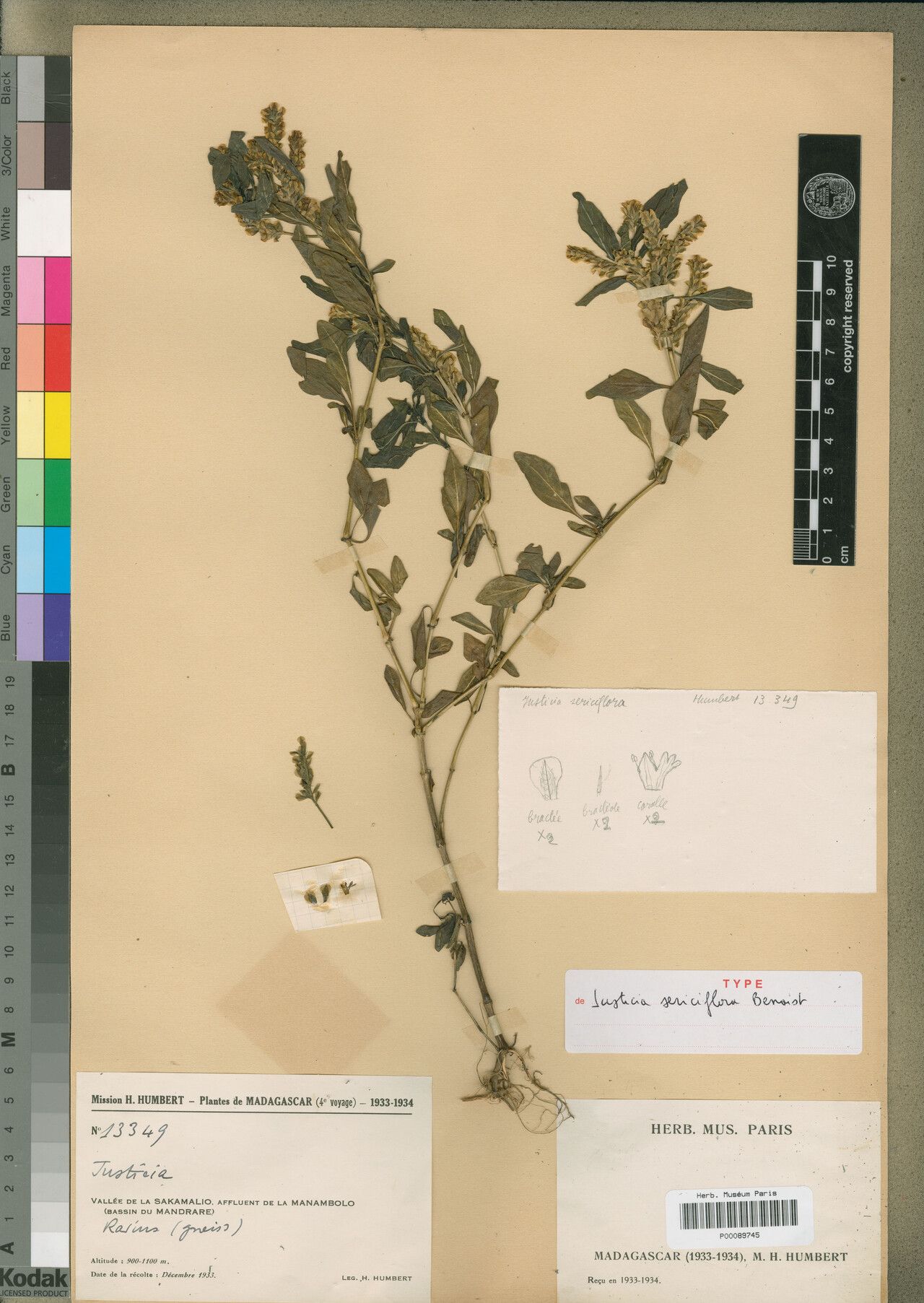 Justicia sericiflora — houseplant care guide