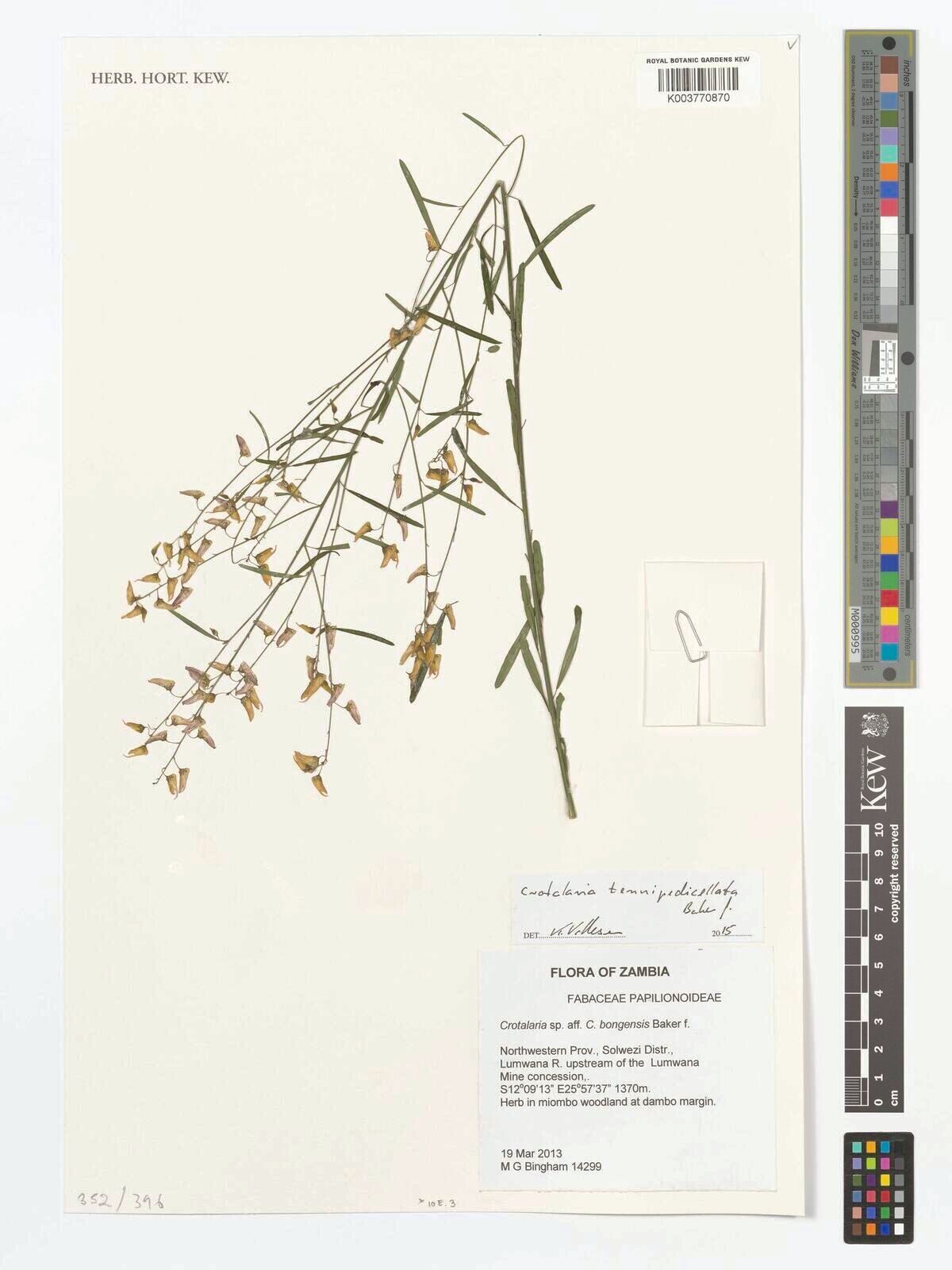 Crotalaria tenuipedicellata — houseplant care guide