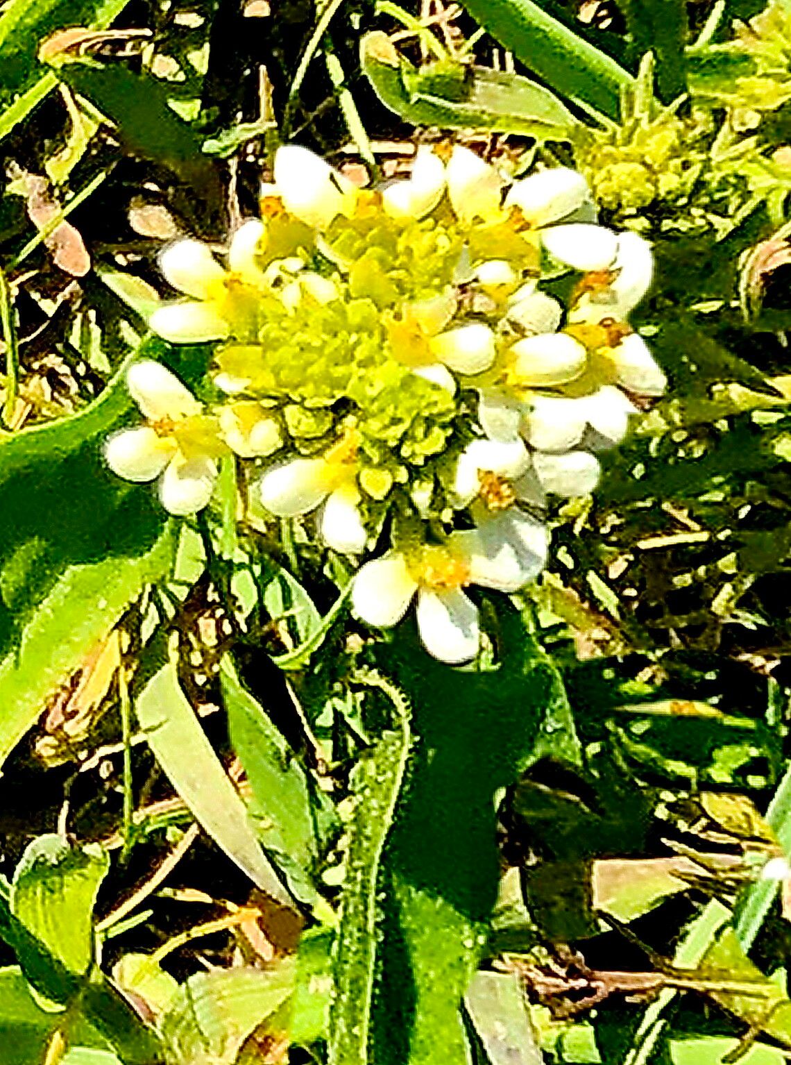 Triphysaria floribunda — related species from the same genus