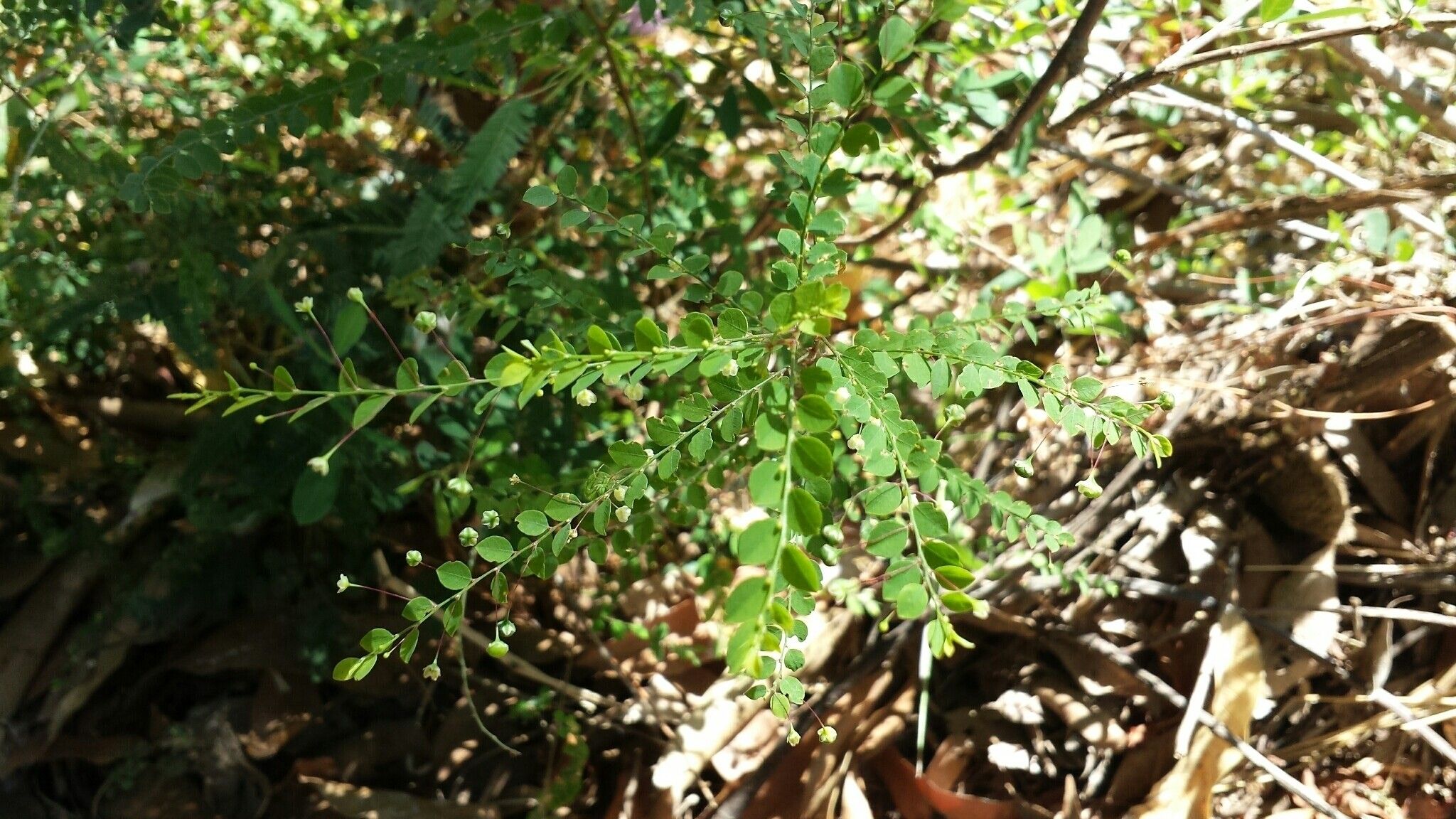 Phyllanthus nummulariifolius — search result for 'Phyllanthus'
