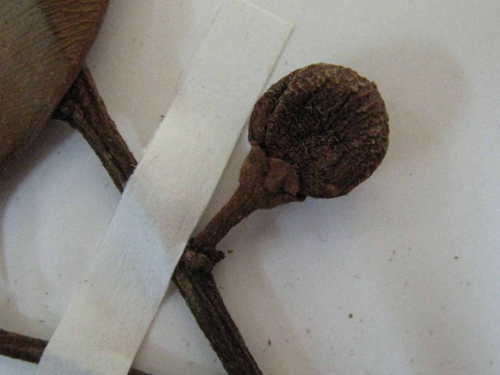 Micropholis egensis other