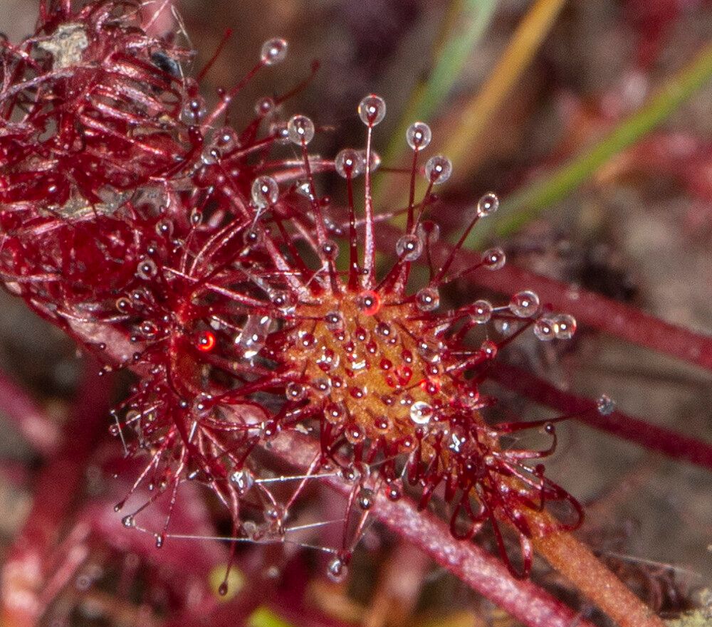 Drosera intermedia leaf