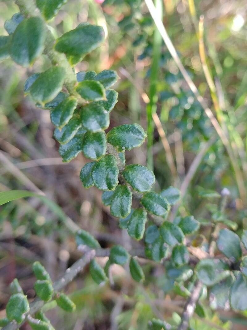 Eriostemon buxifolius — related species from the same genus