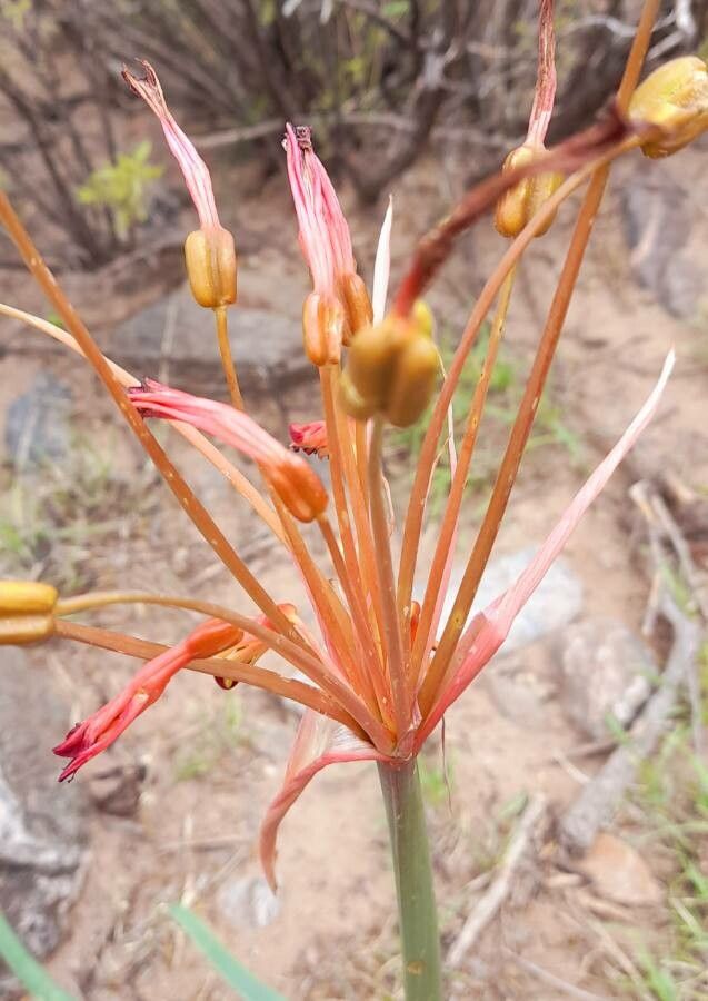 Hieronymiella argentina fruit