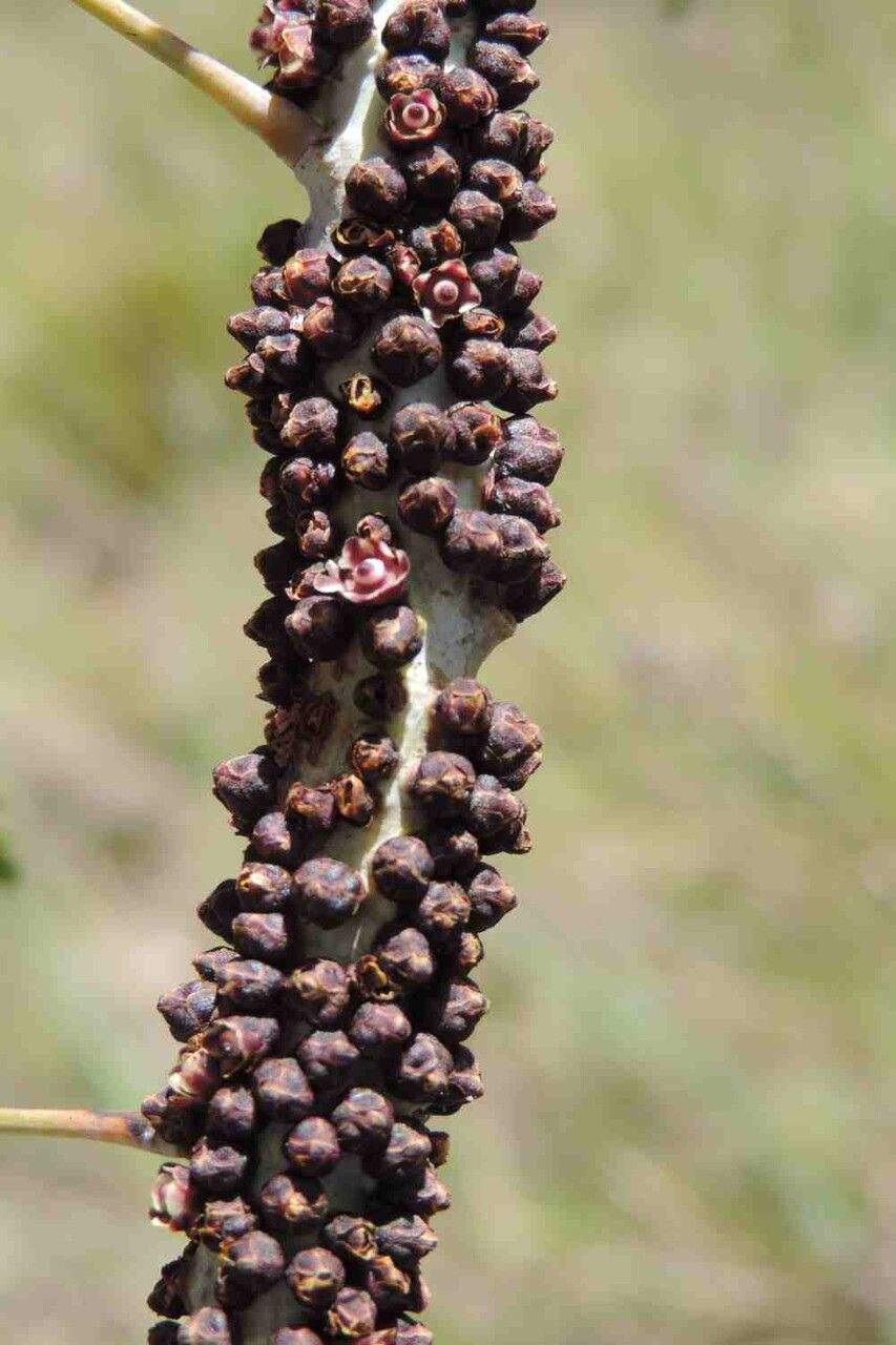 Pilostyles blanchetii flower