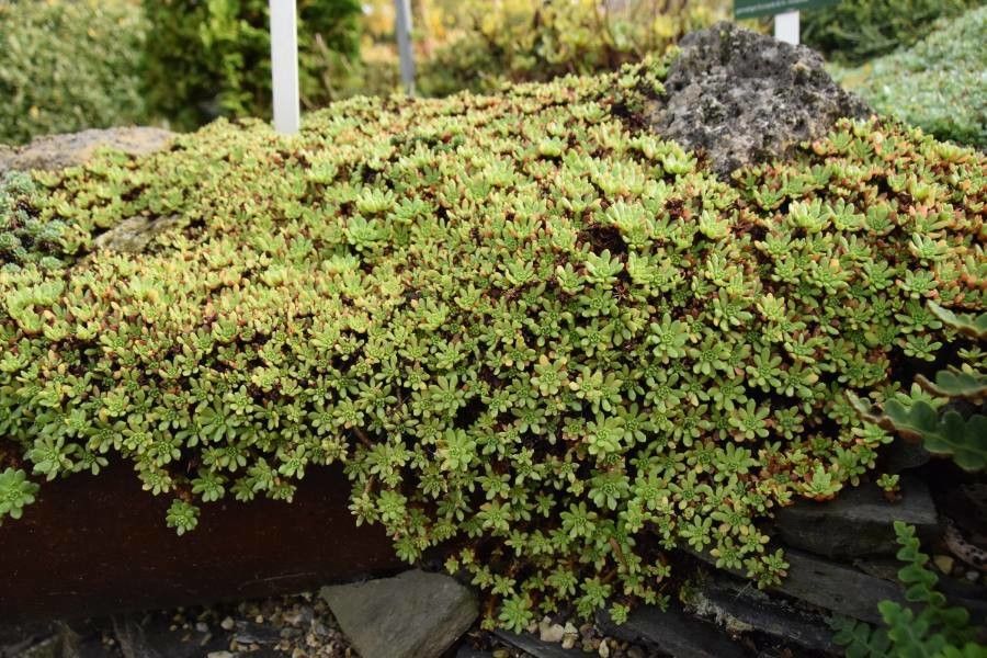 Rhodiola saxifragoides leaf