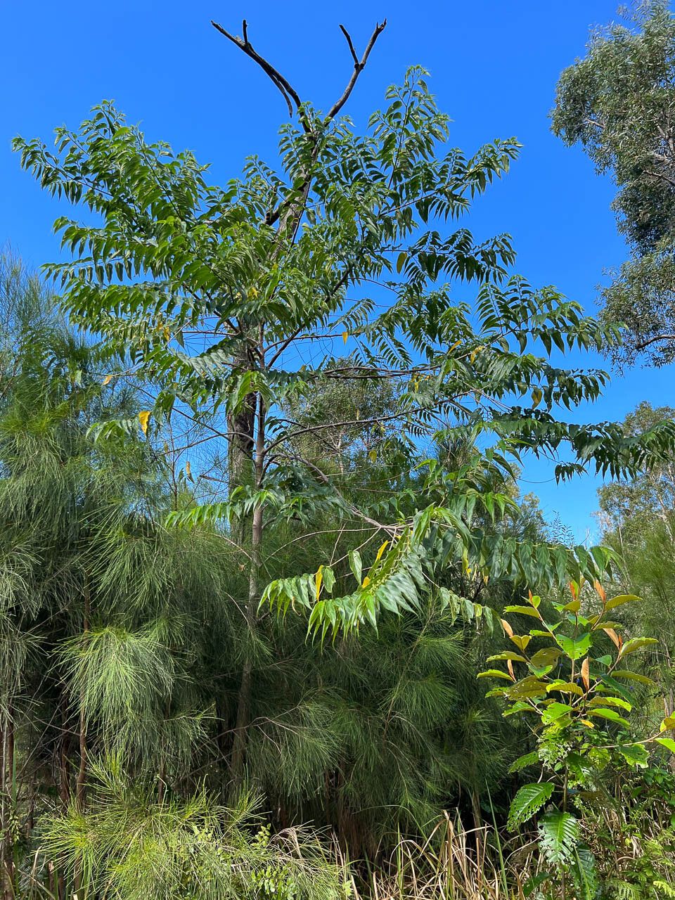 Trema cannabina habit