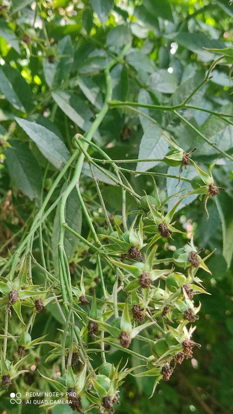 Rosa brunonii fruit