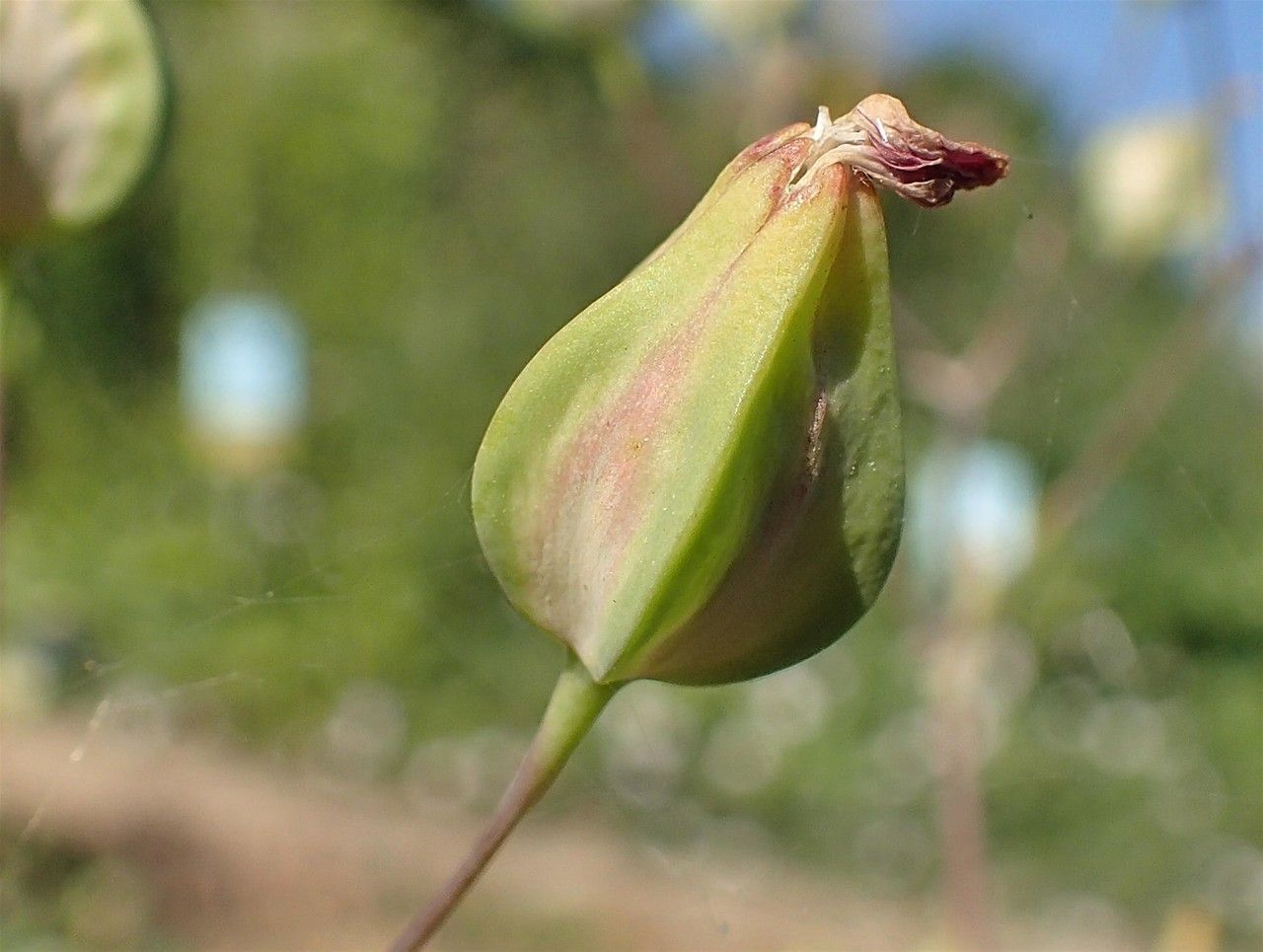 Vaccaria hispanica fruit