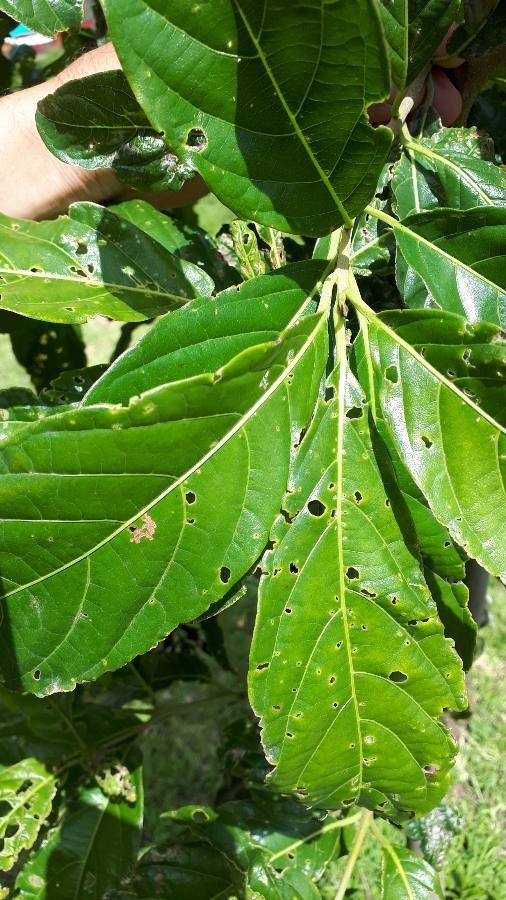 Cordia eriostigma — search result for 'Cordia'