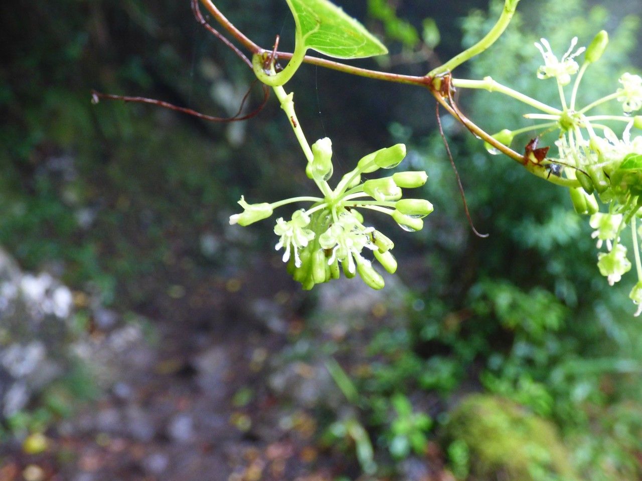 Smilax anceps flower