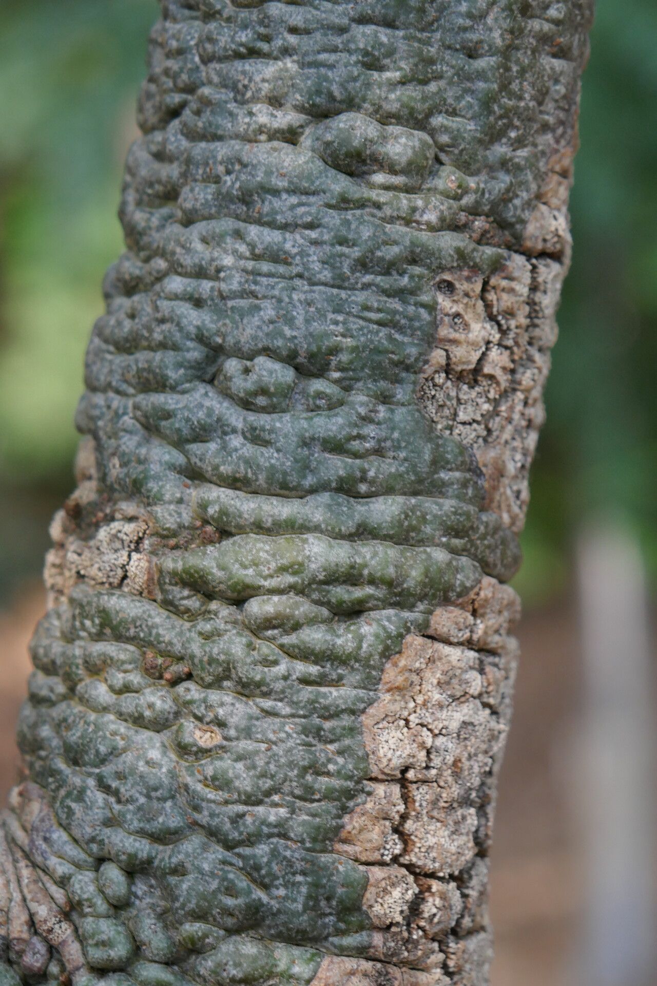 Quercus crassipes bark