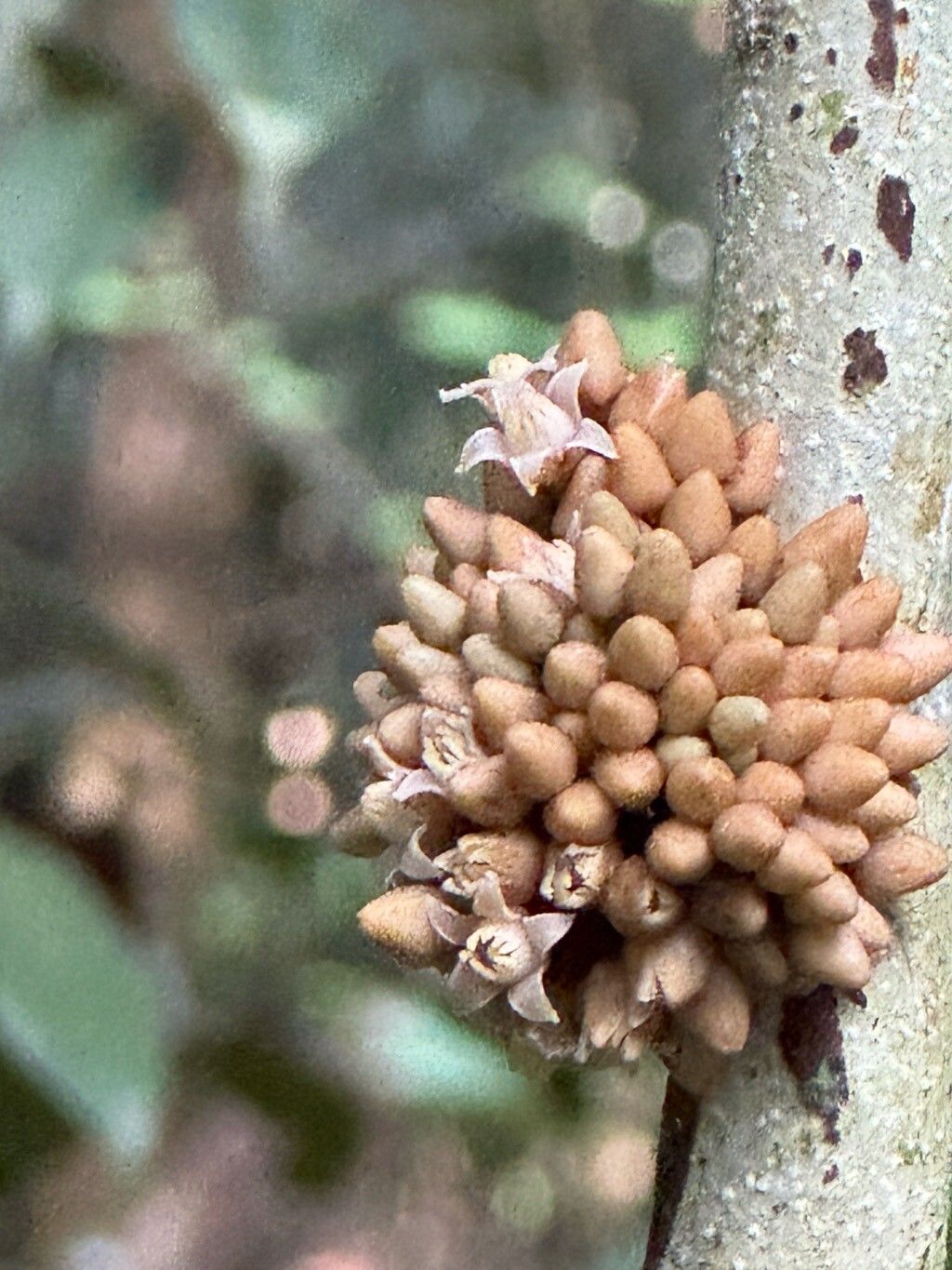 Trichilia pseudostipularis flower