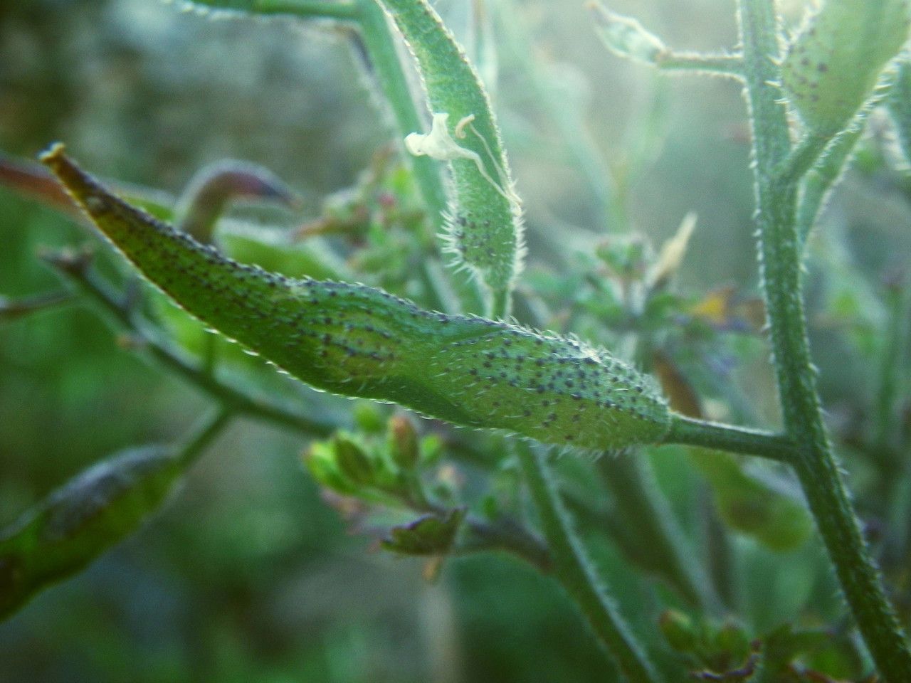 Sinapis pubescens fruit