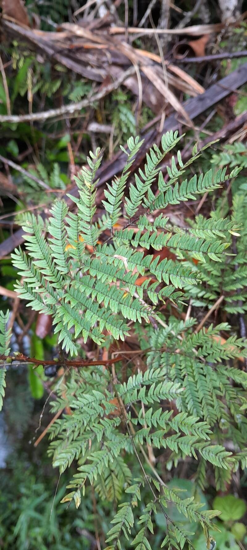 Albizia viridis — houseplant care guide