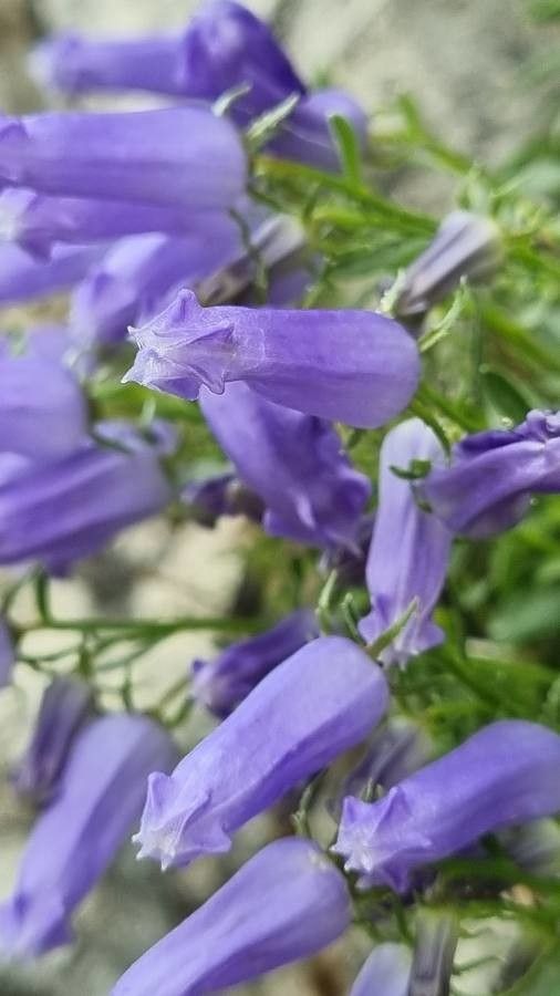 Campanula zoysii flower