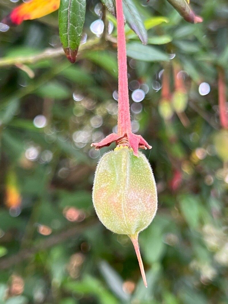 Crinodendron hookerianum fruit