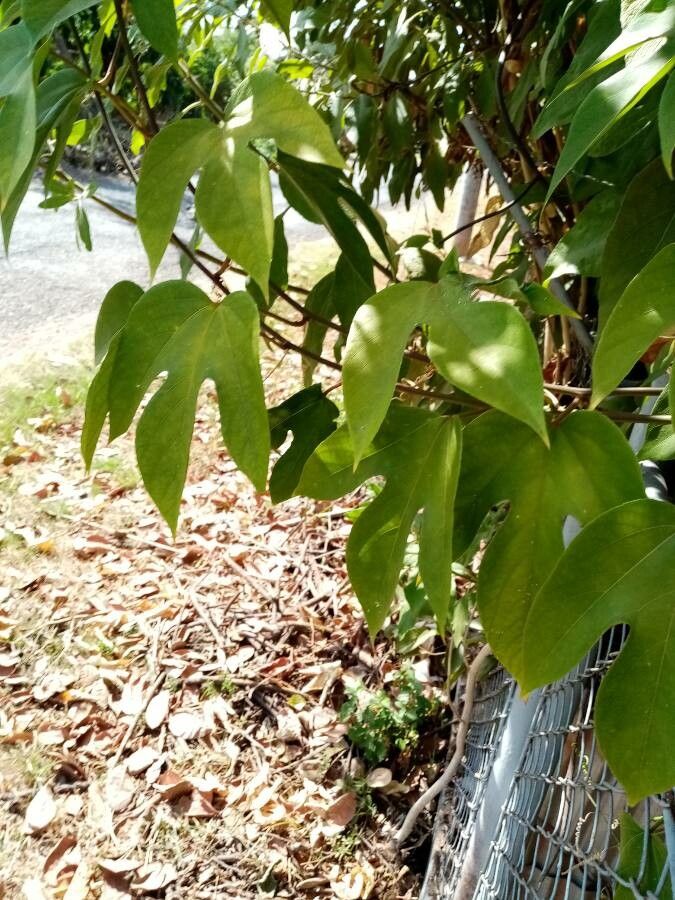 Passiflora platyloba leaf