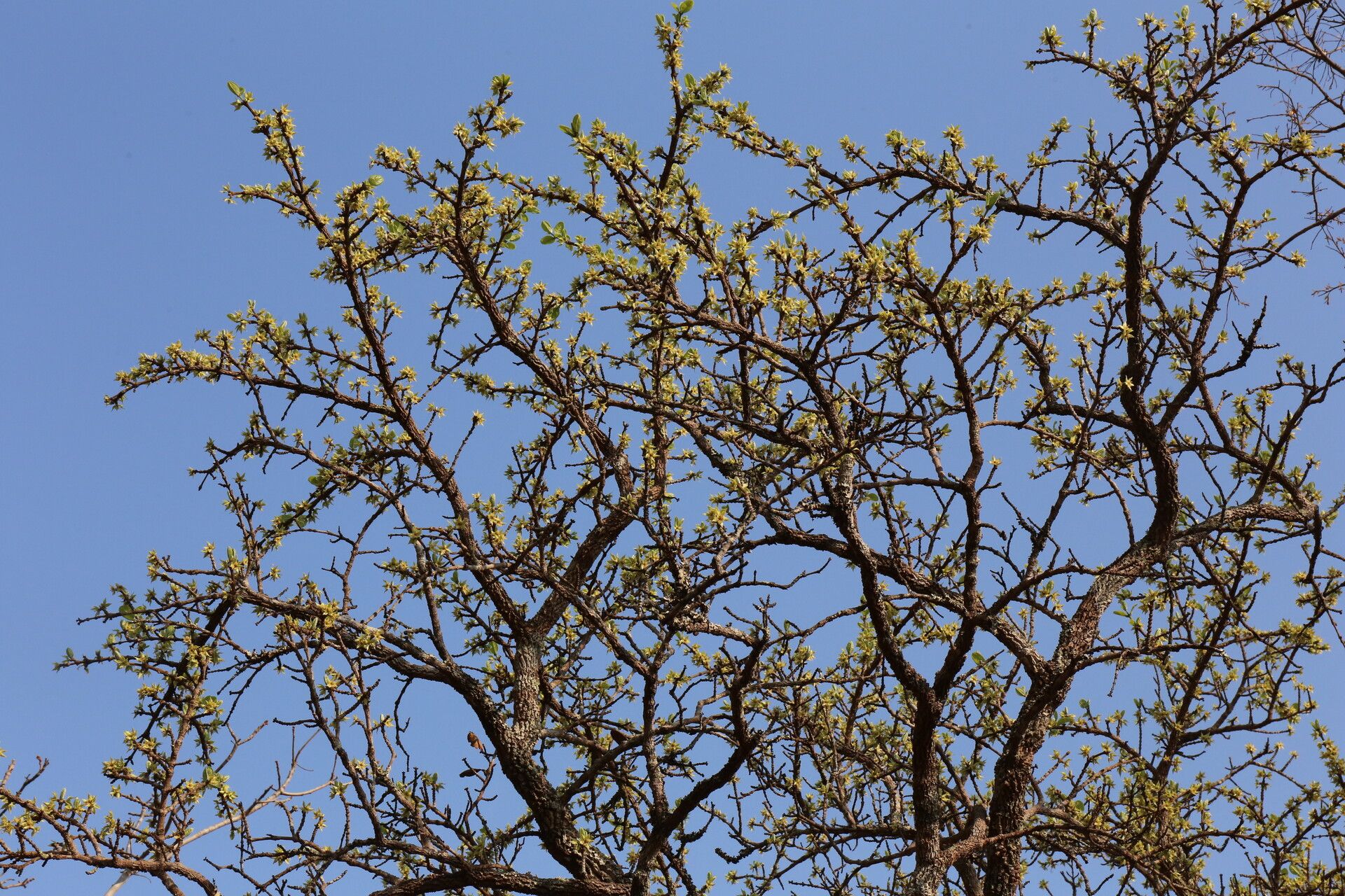Cassipourea mollis habit