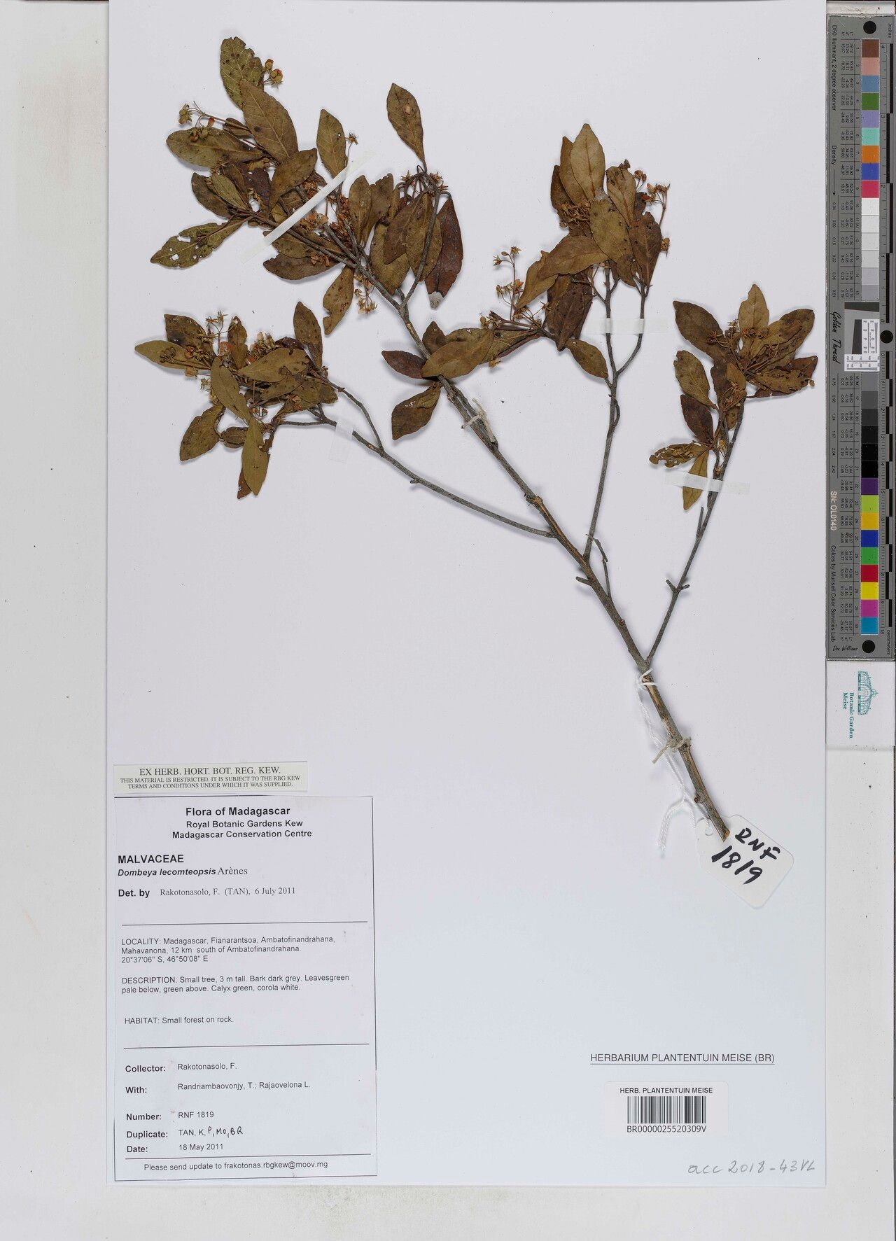 Dombeya lecomteopsis — houseplant care guide