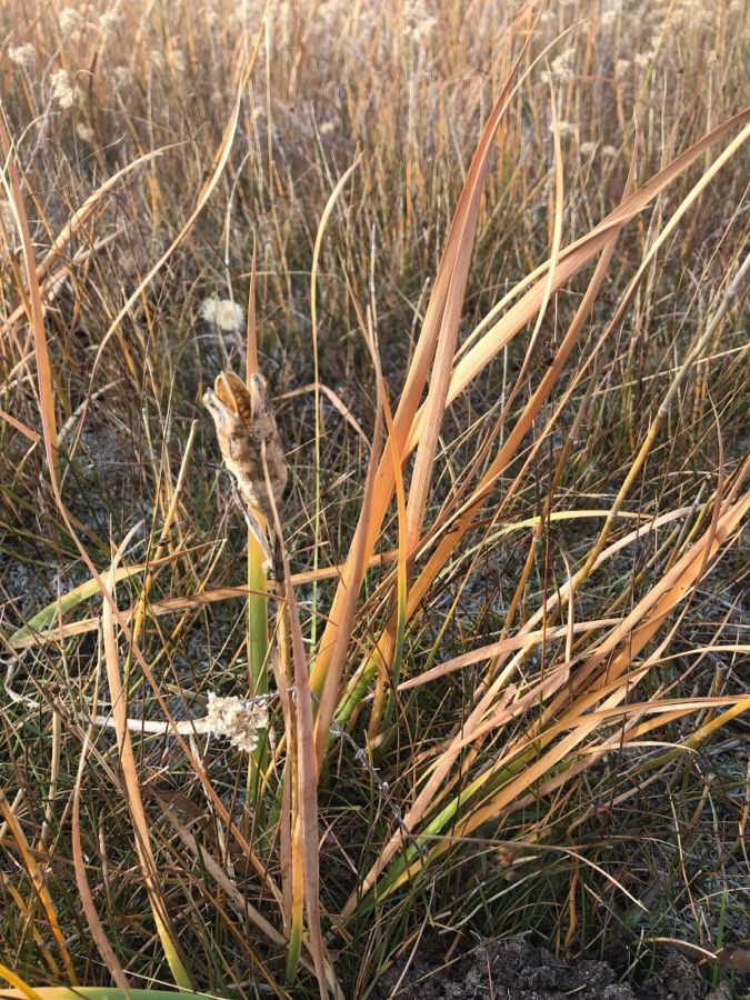 Iris missouriensis — search result for 'Iris'