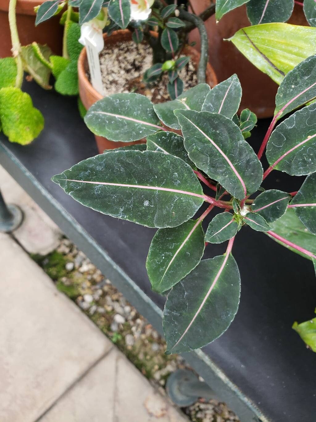 Impatiens morsei leaf